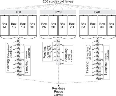 Impact of Processed Food (Canteen and Oil Wastes) on the Development of Black Soldier Fly (Hermetia illucens) Larvae and Their Gut Microbiome Functions